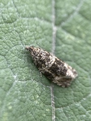 Syricoris