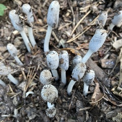 Lanatulae