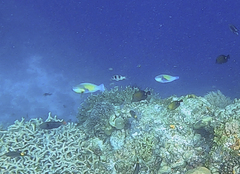 Chlorurus japanensis