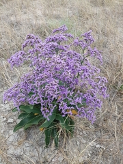 Limonium
