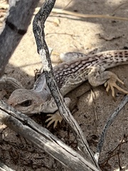 Dipsosaurus dorsalis