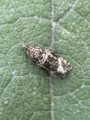 Syricoris