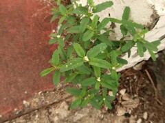 Croton glandulosus septentrionalis