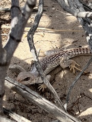 Dipsosaurus dorsalis