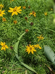Anthophila