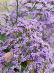 Limonium