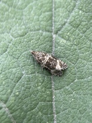 Syricoris