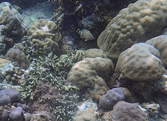 Cheilinus trilobatus