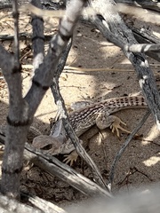 Dipsosaurus dorsalis