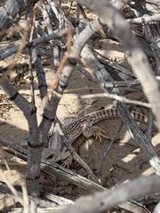 Dipsosaurus dorsalis