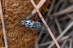 Anthomyia procellaris