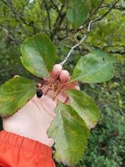 Crataegus douglasii
