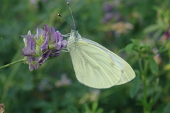 Pieris