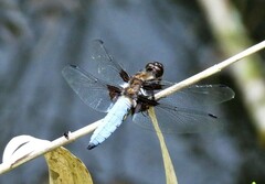 Libellula depressa