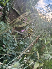 Argiope bruennichi