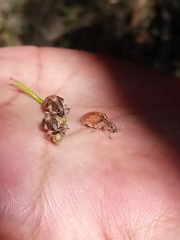 Gonipterus platensis