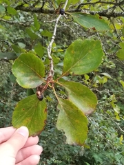 Crataegus douglasii