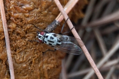 Anthomyia procellaris