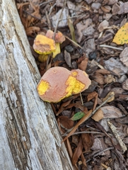 Baorangia bicolor