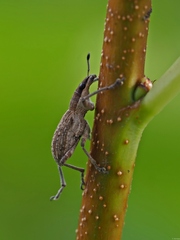 Charagmus gressorius