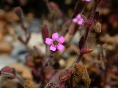 Silene sedoides