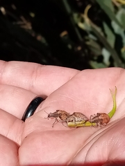 Gonipterus platensis