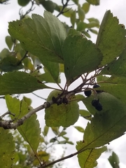 Crataegus douglasii
