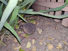 Hemiechinus auritus