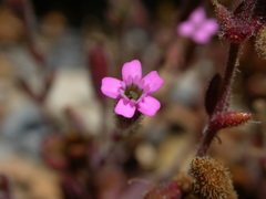 Silene sedoides