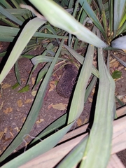 Hemiechinus auritus