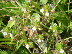Euphrasia