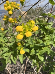 Calceolaria