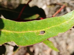 Gonipterus platensis