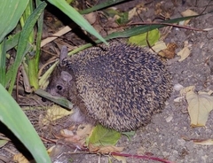 Hemiechinus auritus