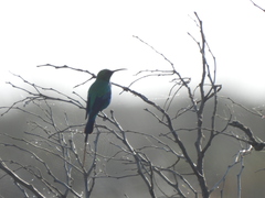 Nectarinia famosa famosa