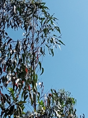 Gonipterus platensis