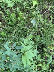 Symphyotrichum urophyllum