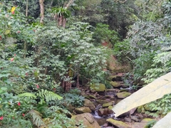 Hedychium coronarium