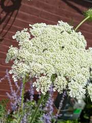 Anthophila