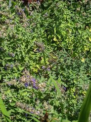 Nepeta racemosa