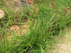 Cyperus rotundus