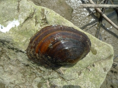 Sinanodonta woodiana