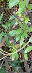 Laurus nobilis