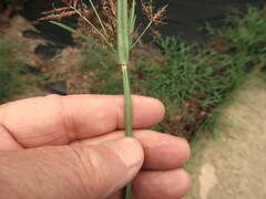 Cyperus rotundus