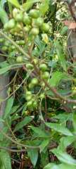 Laurus nobilis
