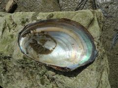 Sinanodonta woodiana