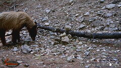Ursus americanus machetes