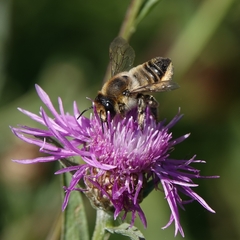 Megachile centuncularis