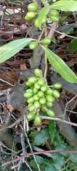 Laurus nobilis