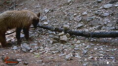 Ursus americanus machetes